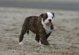 BOULEDOGUE AMERICAIN 237